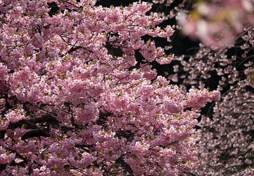 202303081351-DSC01301.jpg