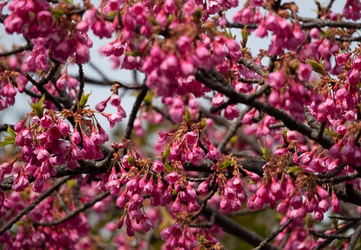 202303081404-DSC01335.jpg
