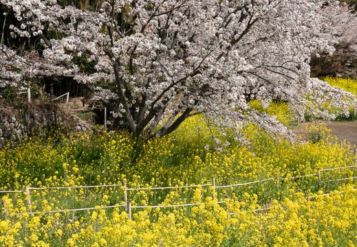 202303151216-DSC02795.jpg