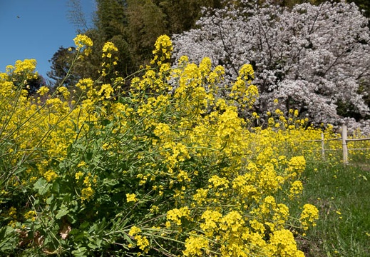 202303151219-DSC02811.jpg