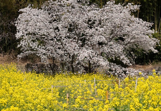 03.15 魚見桜 - このアルバムのルートのイメージを表示する 03.15 魚見桜
