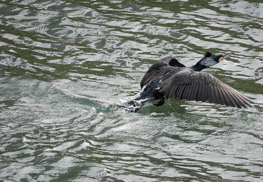 202303161450-DSC03383.jpg