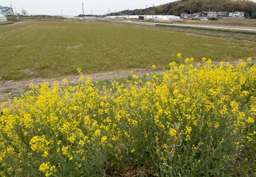 202303171608-DSC01821.jpg