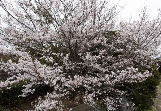 202303171652-DSC01850.jpg