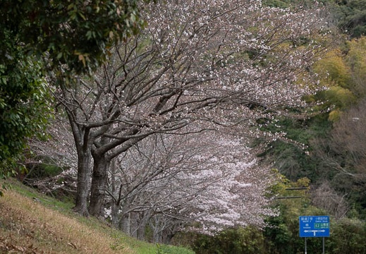 202303241245-DSC04041.jpg