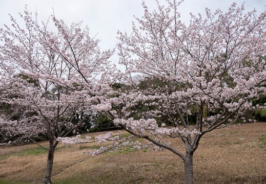202303241251-DSC04062.jpg