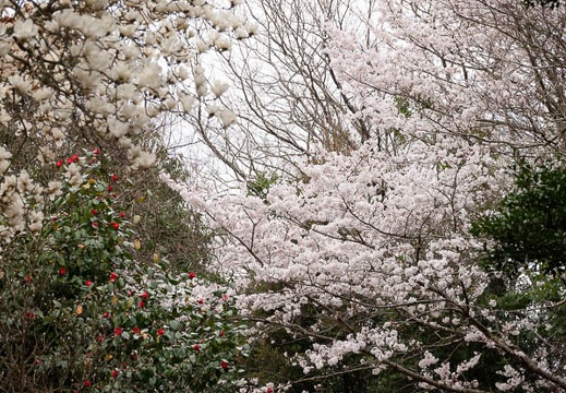 202303241450-DSC04184.jpg