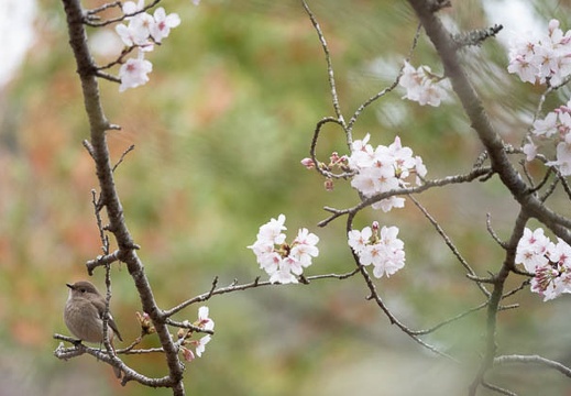 202303241617-DSC04238.jpg