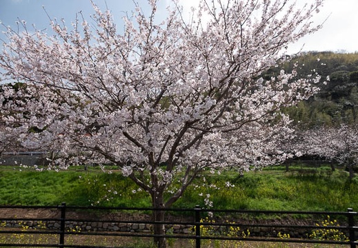 202303251423-DSC04246.jpg