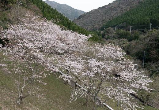 202303251619-DSC04471.jpg