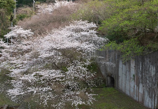 202303251625-DSC04490.jpg