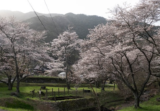 202303251630-DSC04496.jpg