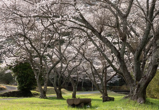 202303251633-DSC04504.jpg