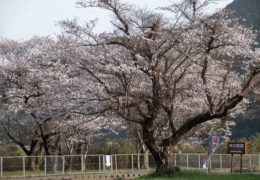 202303251642-DSC04526.jpg