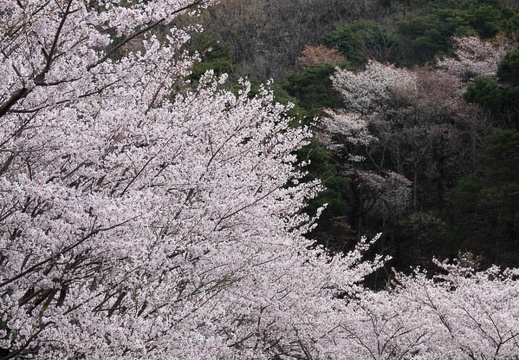 202303271005-DSC04668.jpg