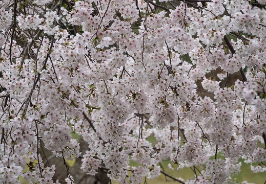 202303271018-DSC04686.jpg