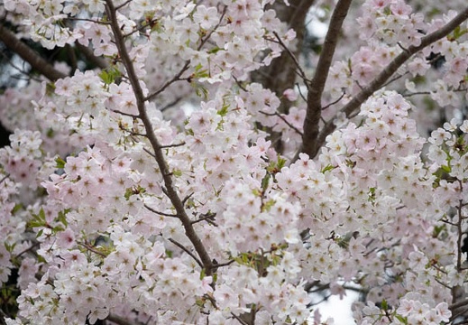202303271033-DSC04738.jpg