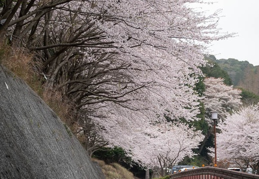 202303271049-DSC04771.jpg