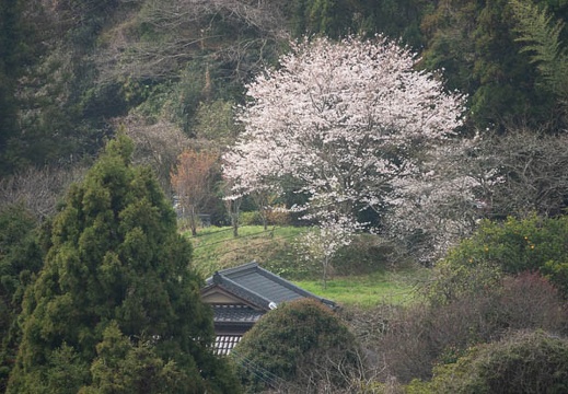 202303271201-DSC04900.jpg