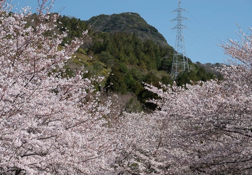 202303280917-DSC05365.jpg