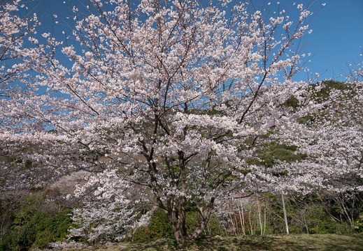 202303280918-DSC05368.jpg