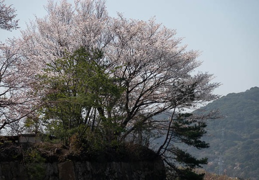 202303280919-DSC05371.jpg
