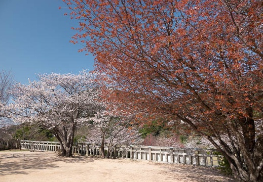 202303280921-DSC05376.jpg