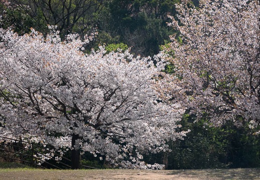 202303280940-DSC05416.jpg