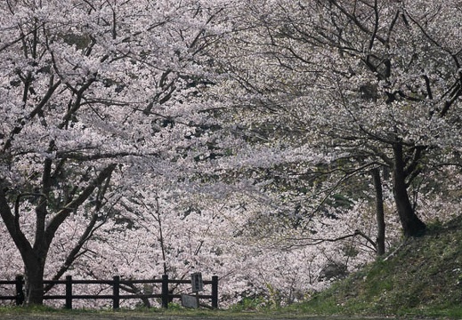 202303291005-DSC06000.jpg