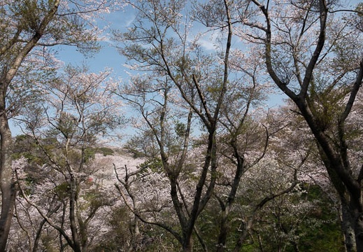 202303291013-DSC06019.jpg