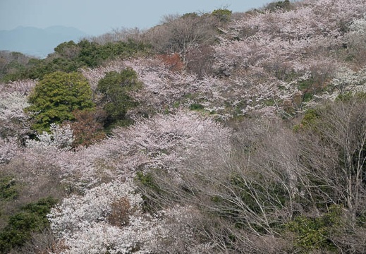 202303291015-DSC06024.jpg