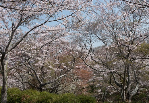 202303291023-DSC06039.jpg