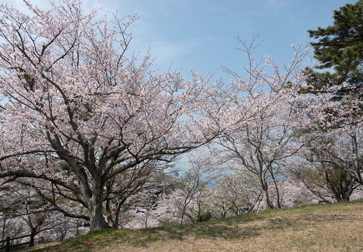 202303291029-DSC06064.jpg