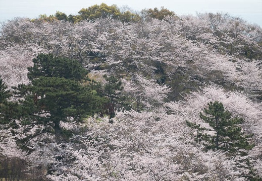 202303291055-DSC06116.jpg