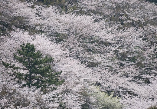 03.29 竜王山公園 - このアルバムのルートのイメージを表示する 03.29 竜王山公園