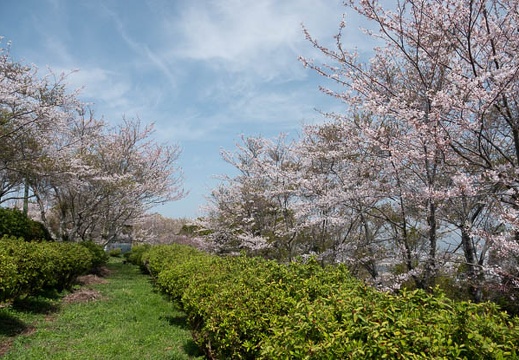 202303291108-DSC06171.jpg