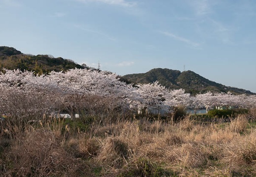 202303311650-DSC07104.jpg