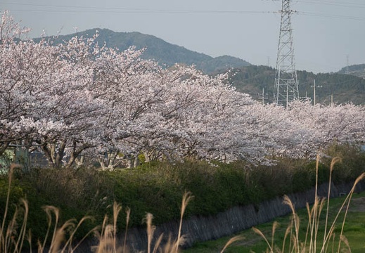 202303311650-DSC07106.jpg