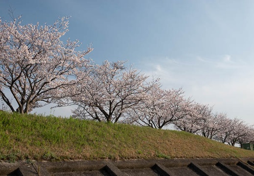 202303311706-DSC07155.jpg