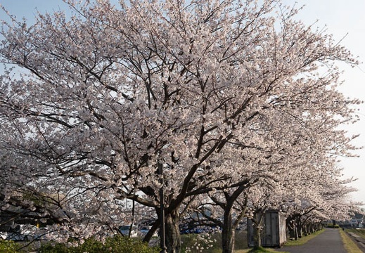 202303311712-DSC07176.jpg