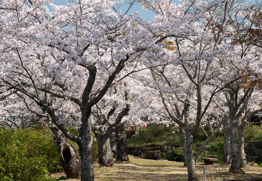 202304011017-DSC07377.jpg
