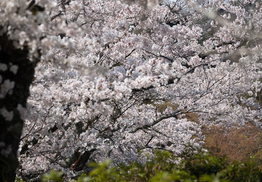 202304011021-DSC07396.jpg