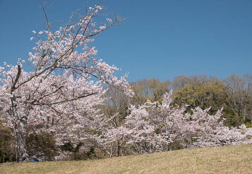202304031346-DSC08214.jpg