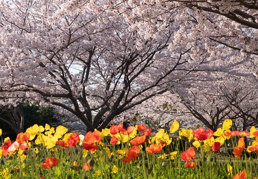 04.03 ときわ公園 - このアルバムのルートのイメージを表示する 04.03 ときわ公園