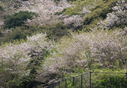202304041413-DSC08838.jpg