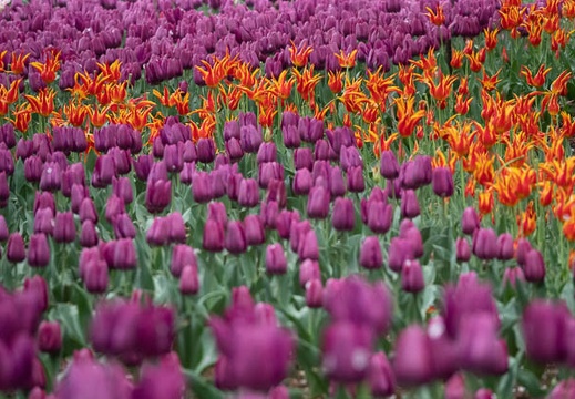 202304061436-DSC09161.jpg
