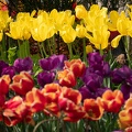 202304071501-DSC09311.jpg