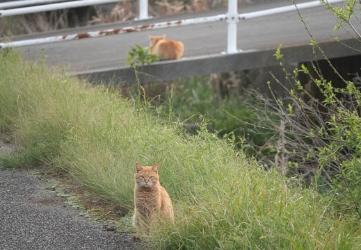202304071752-DSC09442.jpg