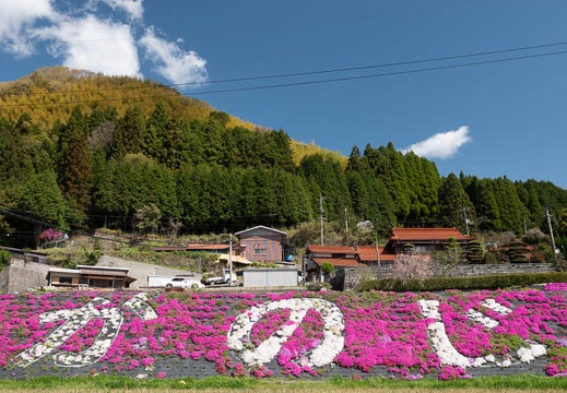 04.08 大道理芝桜まつり - このアルバムのルートのイメージを表示する 04.08 大道理芝桜まつり