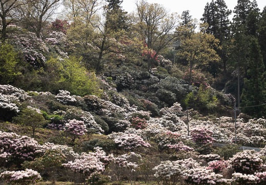 202304131357-DSC00300.jpg